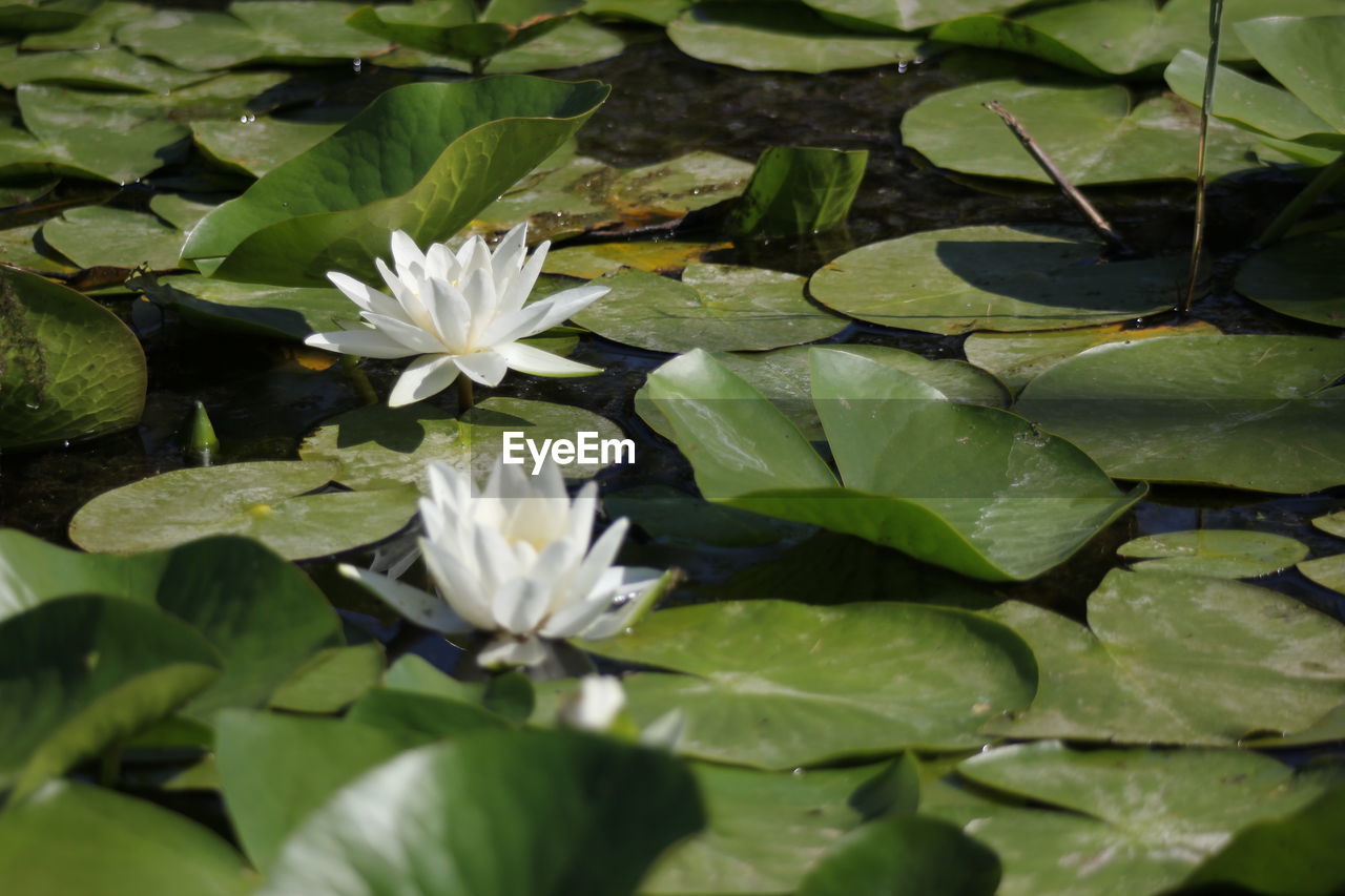 Close-up of lotus water lily in lake