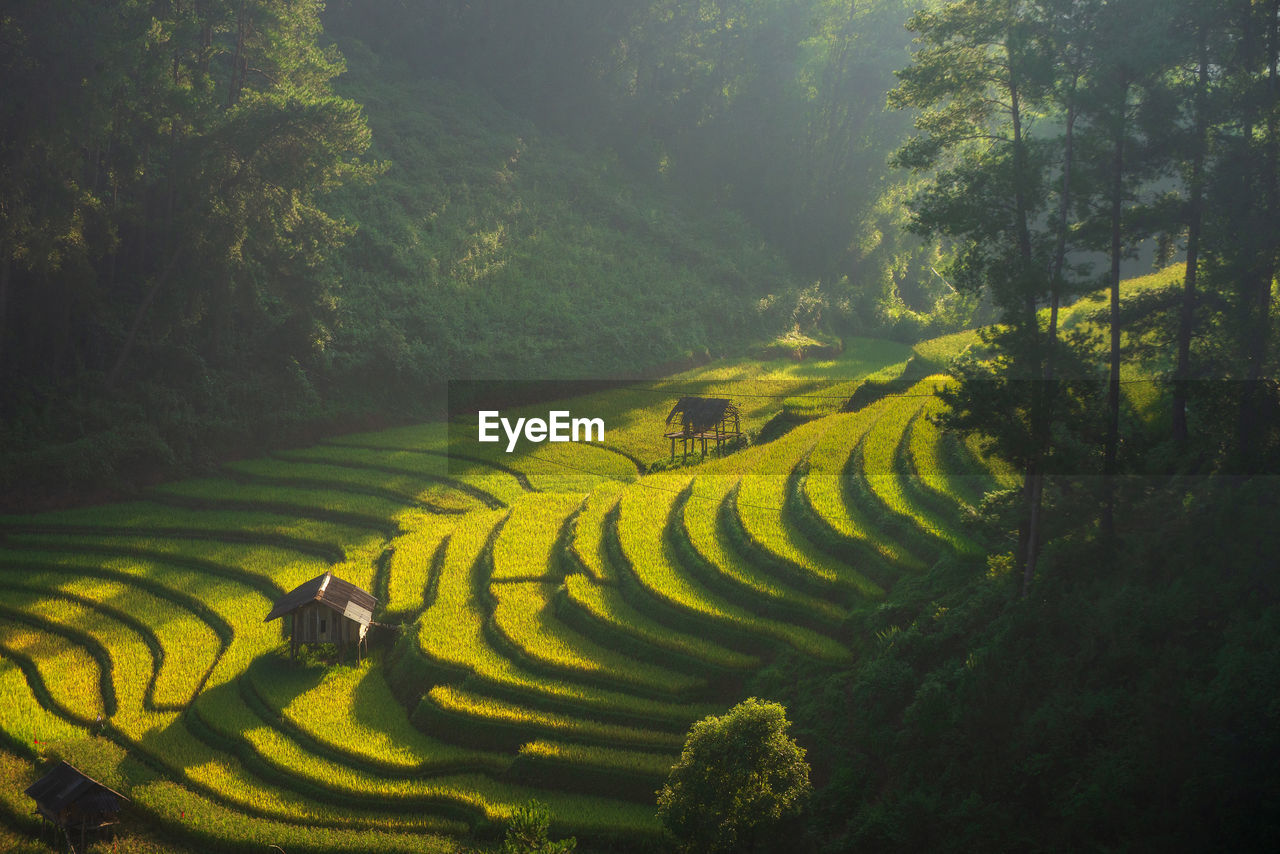 The light shines on the huts and terraced rice fields. morning, in southeast asia.