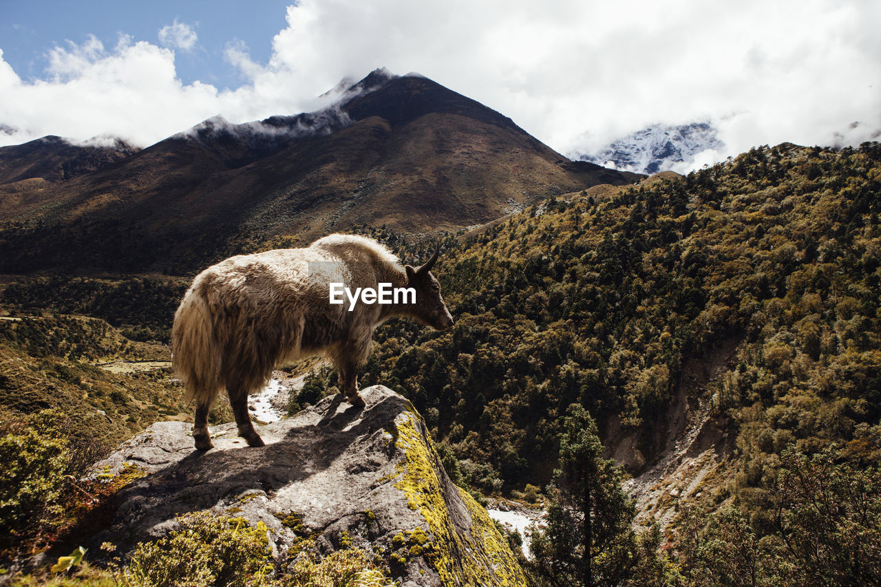 Yak standing on mountain against cloudy sky at sagarmatha national park during sunny day