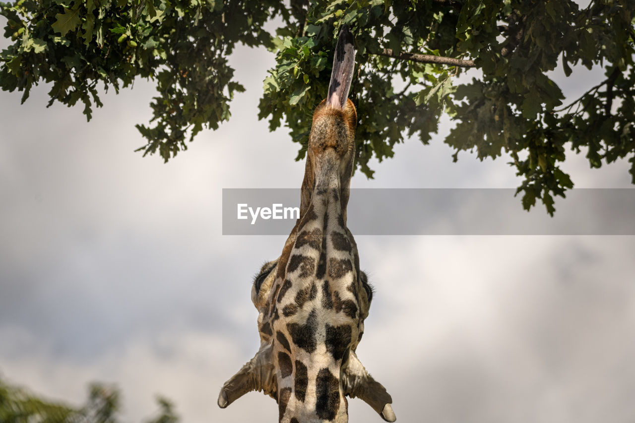 LOW ANGLE VIEW OF DEAD TREE AGAINST SKY