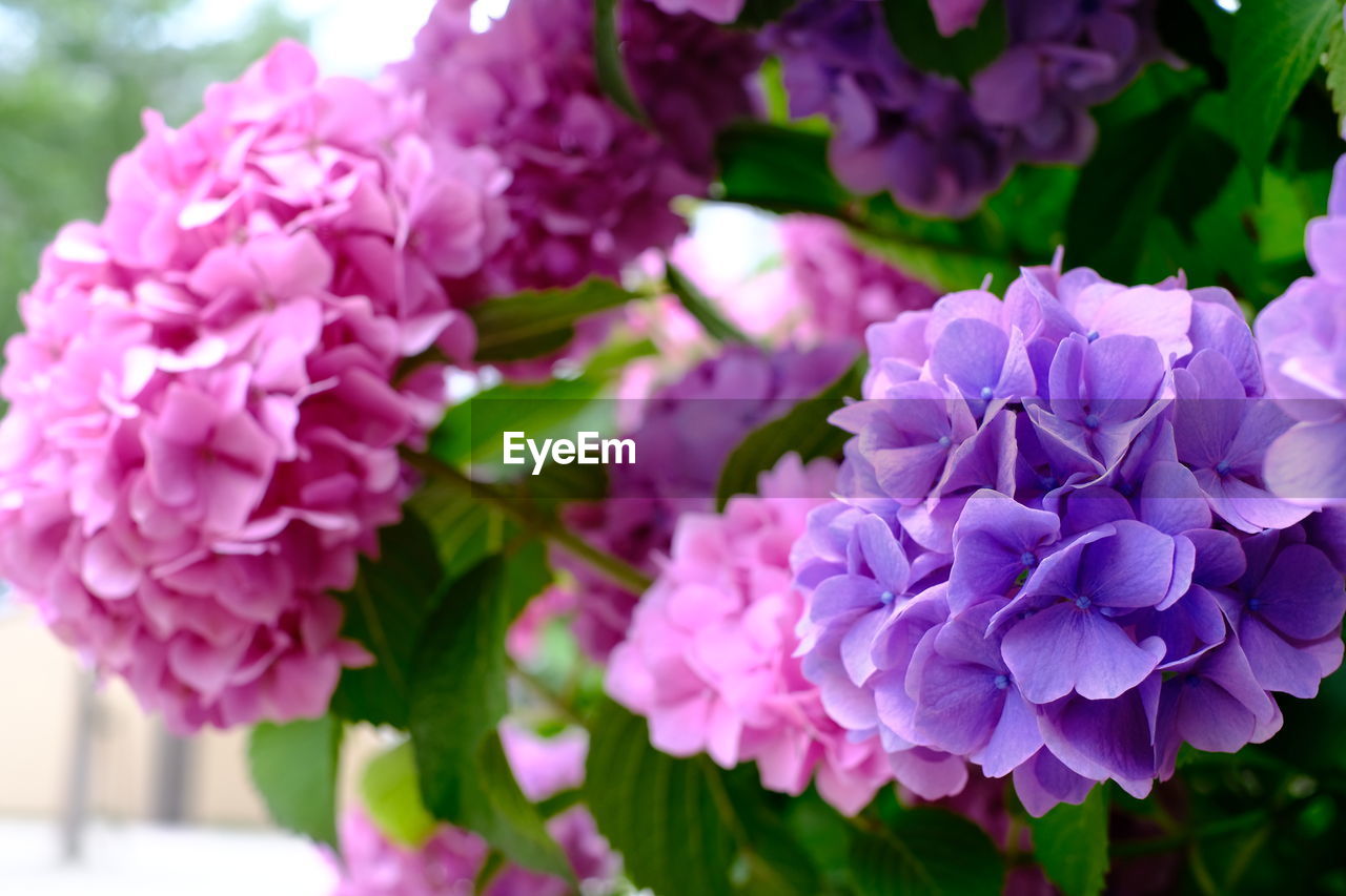flower, flowering plant, plant, freshness, beauty in nature, close-up, fragility, pink, nature, petal, purple, lilac, flower head, growth, inflorescence, hydrangea, focus on foreground, no people, springtime, plant part, day, bunch of flowers, leaf, outdoors, blossom