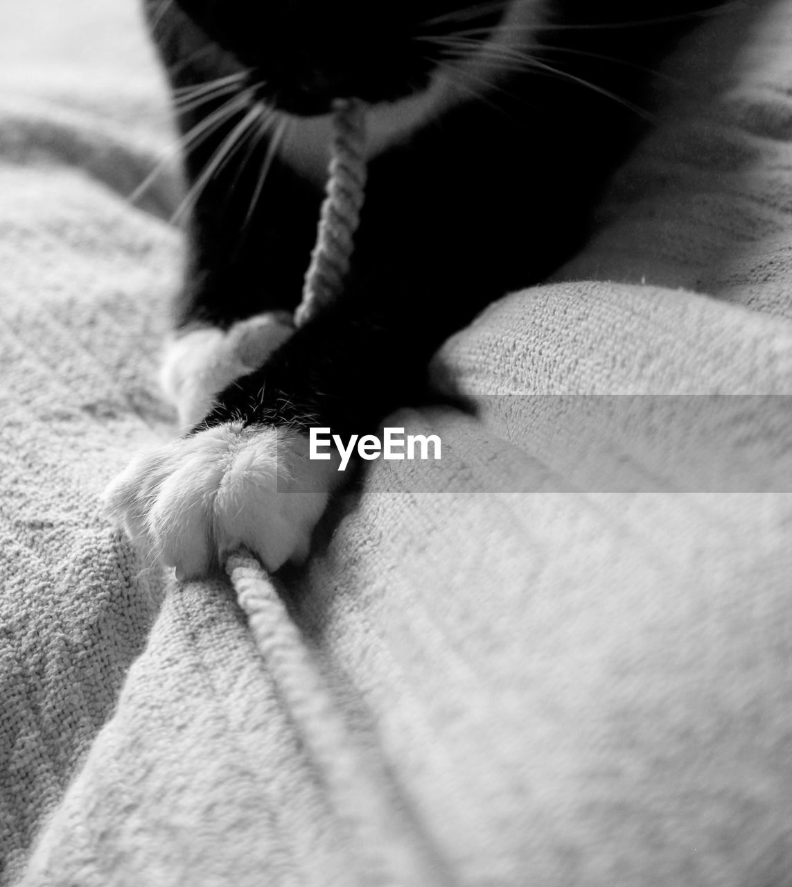 CLOSE-UP OF CAT WITH PERSON