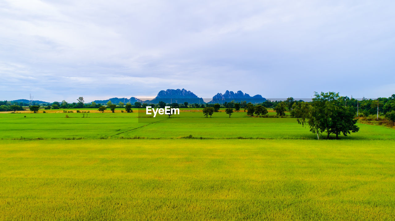 Scenic view of agricultural field against sky