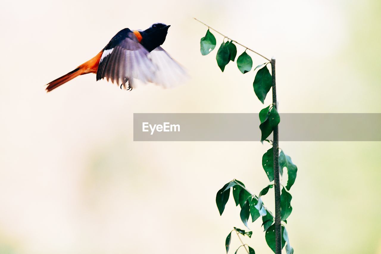 Low angle view of bird flying