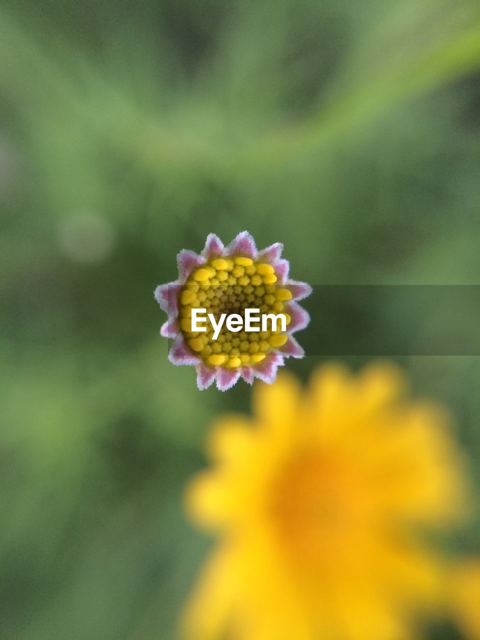 Close-up of yellow flower blooming outdoors