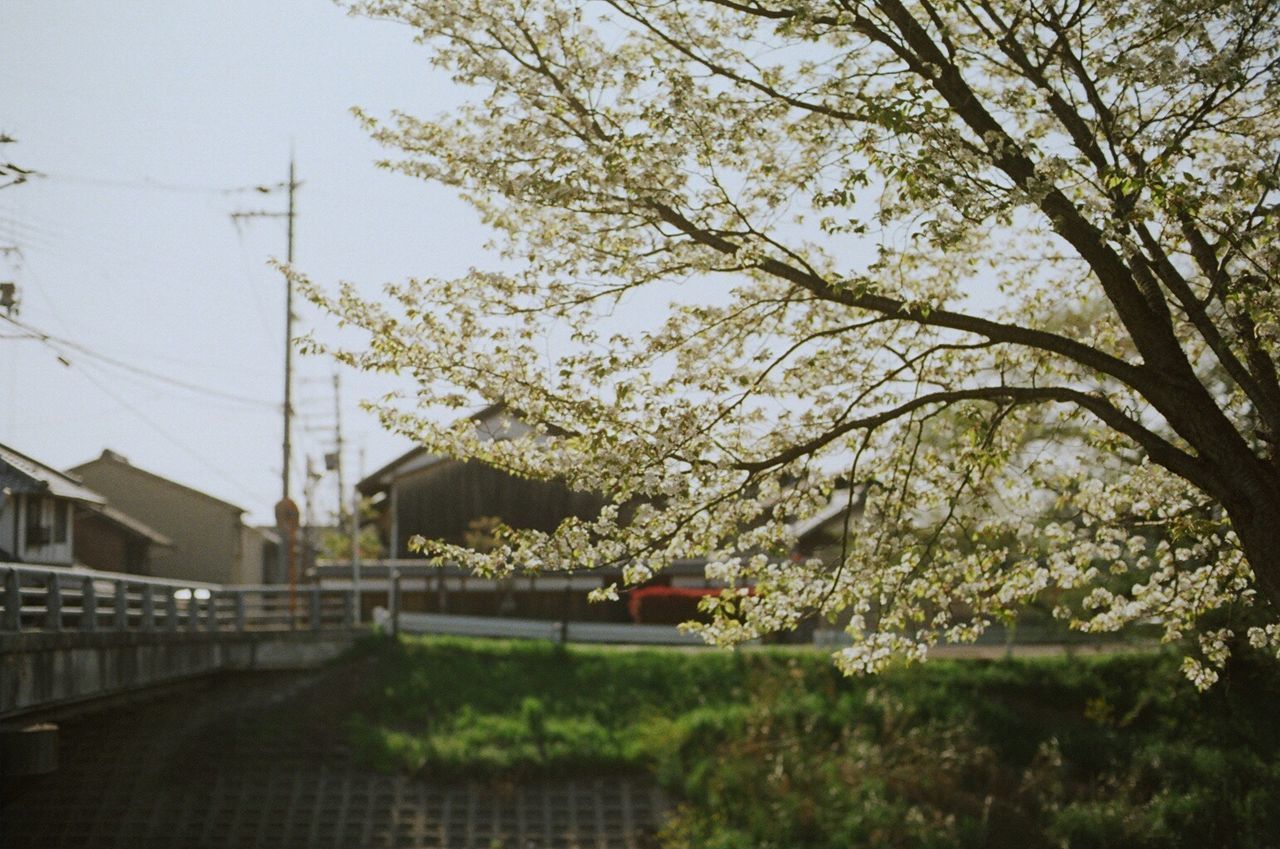 VIEW OF FLOWERS GROWING ON TREE