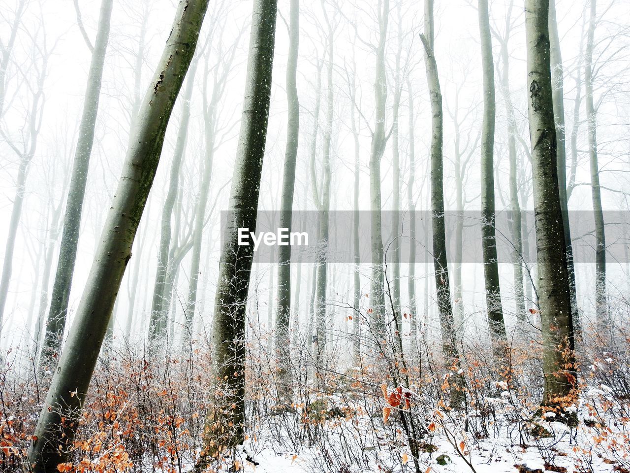 Frozen trees in forest during winter