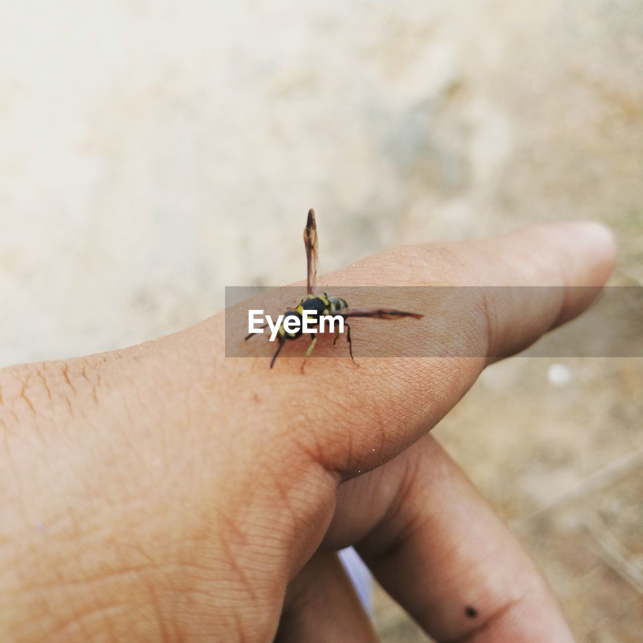 CLOSE-UP OF GRASSHOPPER ON FINGER