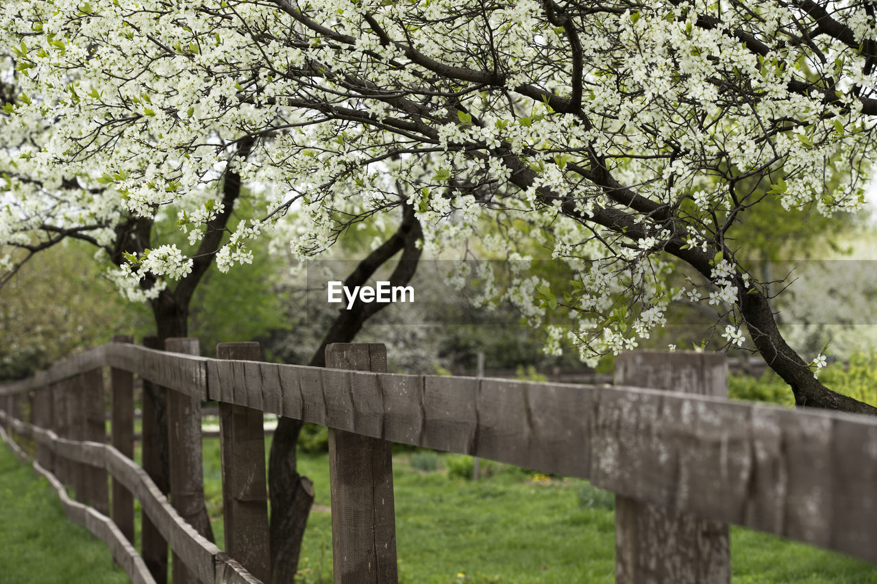 Trees against clear sky