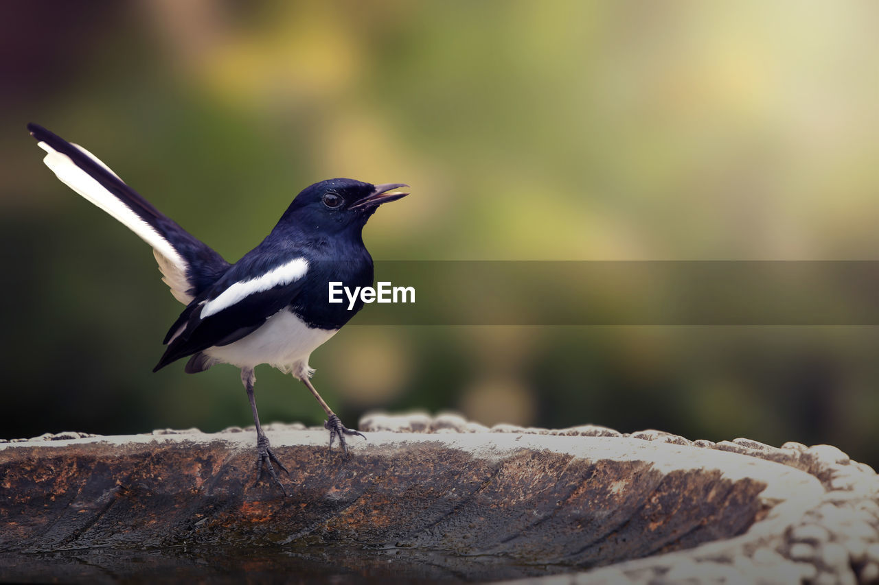 BIRD PERCHING ON A ROCK