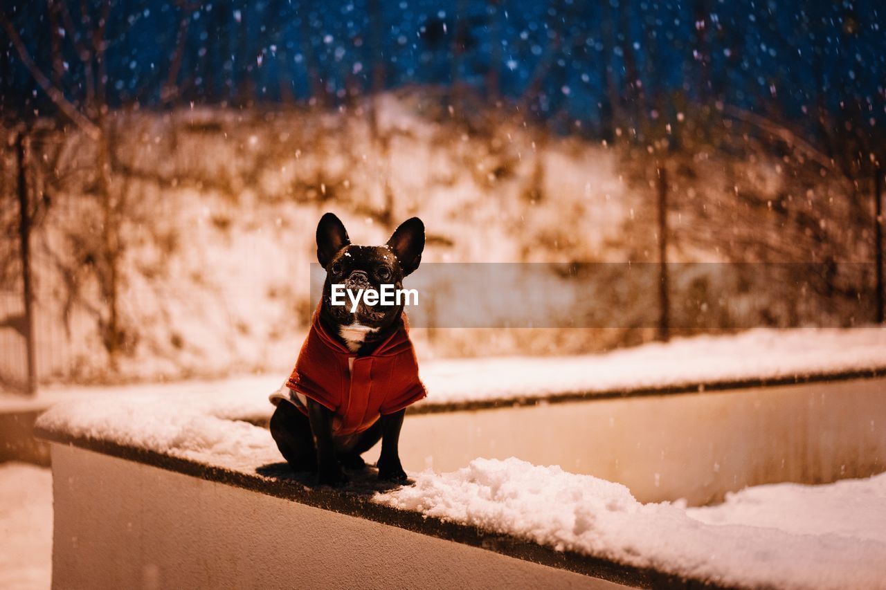 Small french bulldog dog on snow during winter