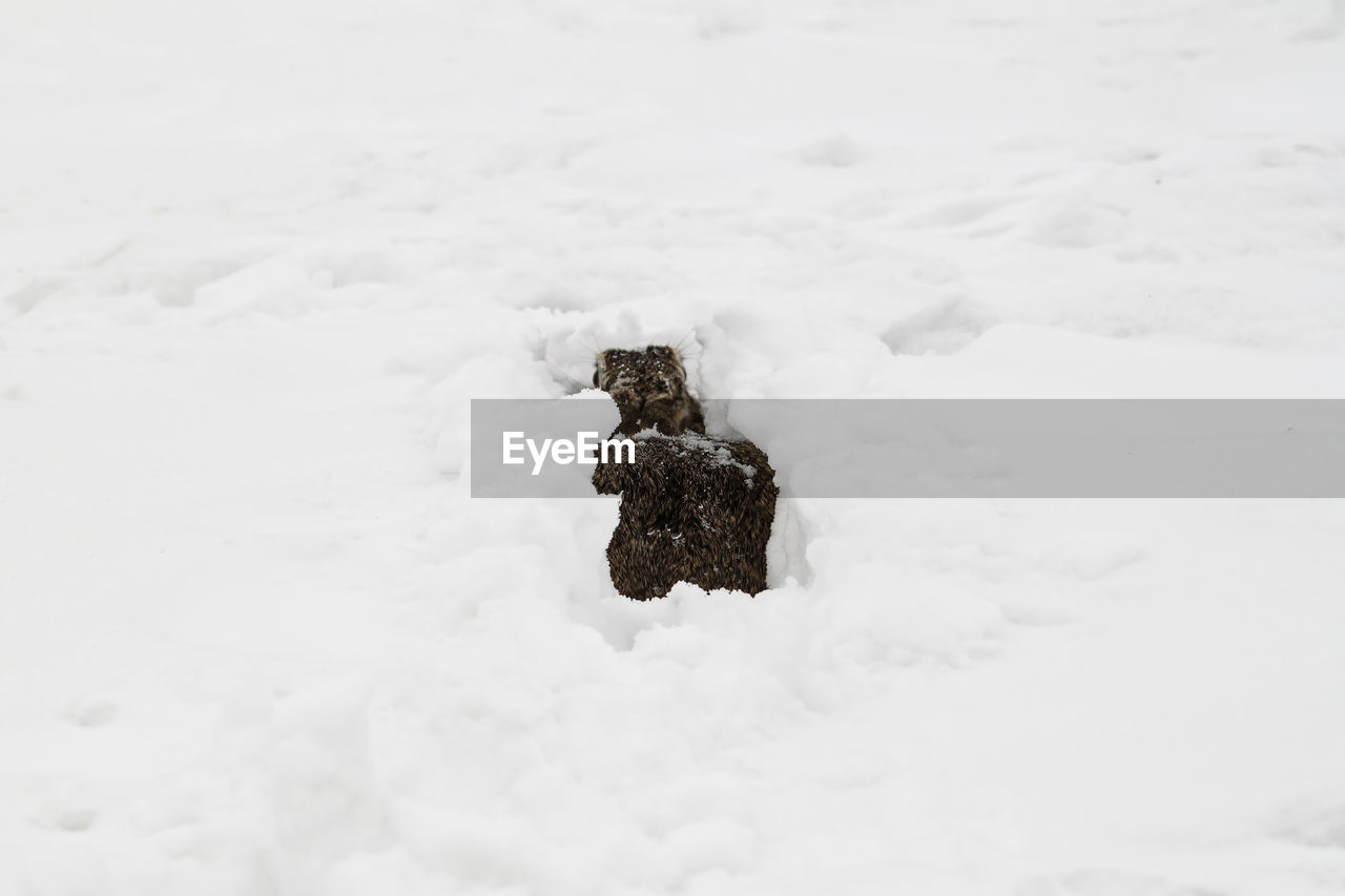 close-up of snow on snowy field