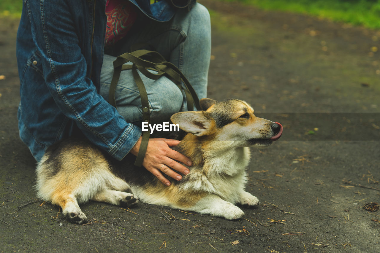 Corgi welsh pembroke in the summer with its owner