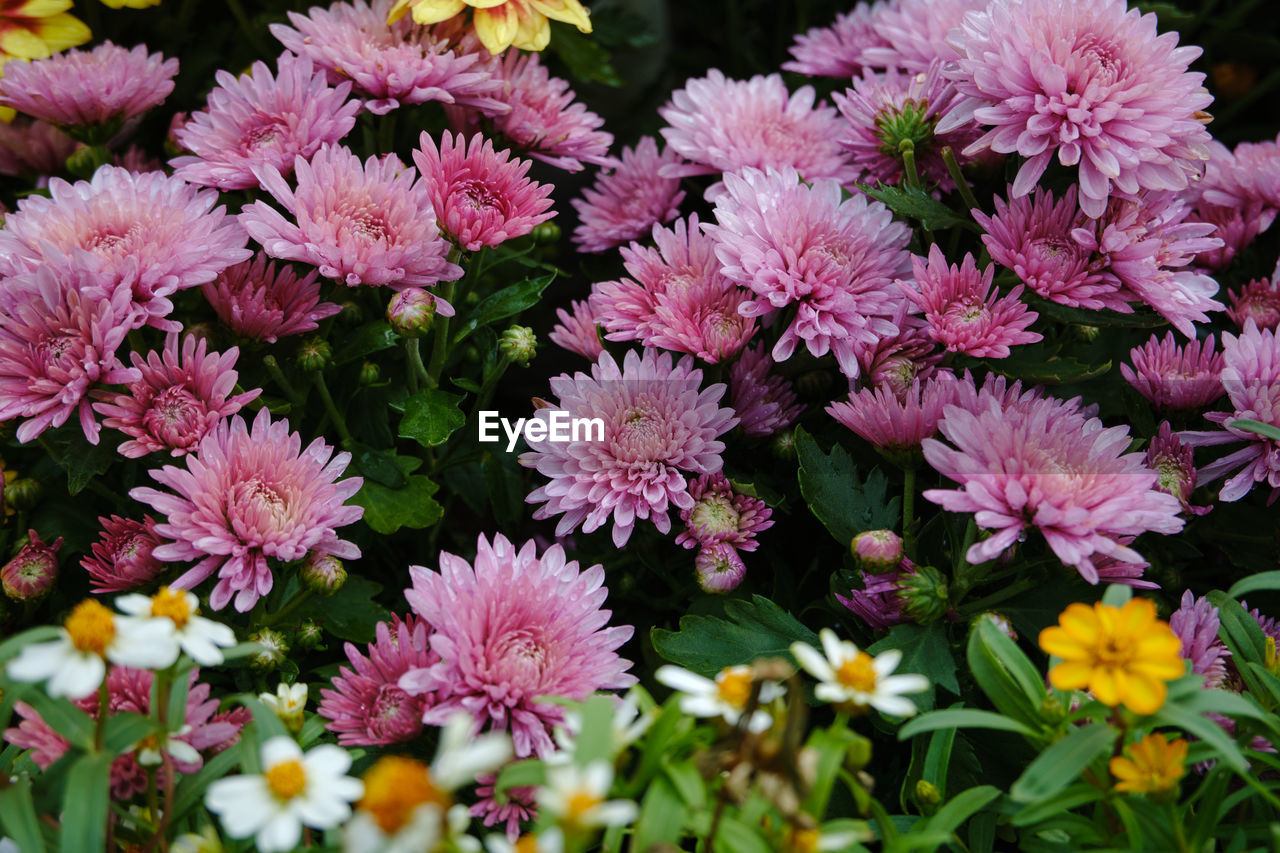 flower, flowering plant, plant, freshness, beauty in nature, fragility, chrysanths, close-up, petal, pink, growth, flower head, nature, inflorescence, no people, day, outdoors, botany, aster, plant part, high angle view, leaf
