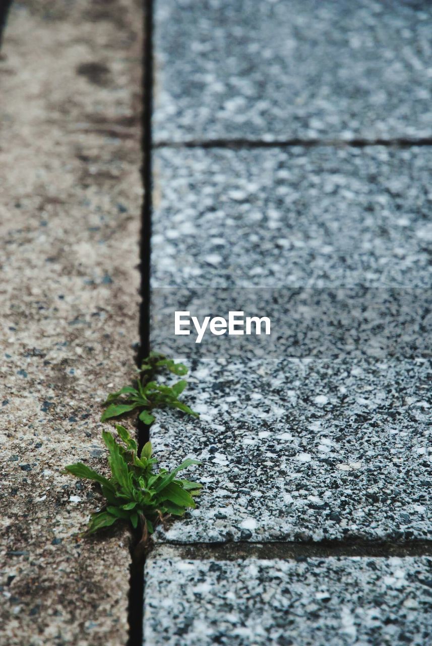 Close-up of plant growing on walkway