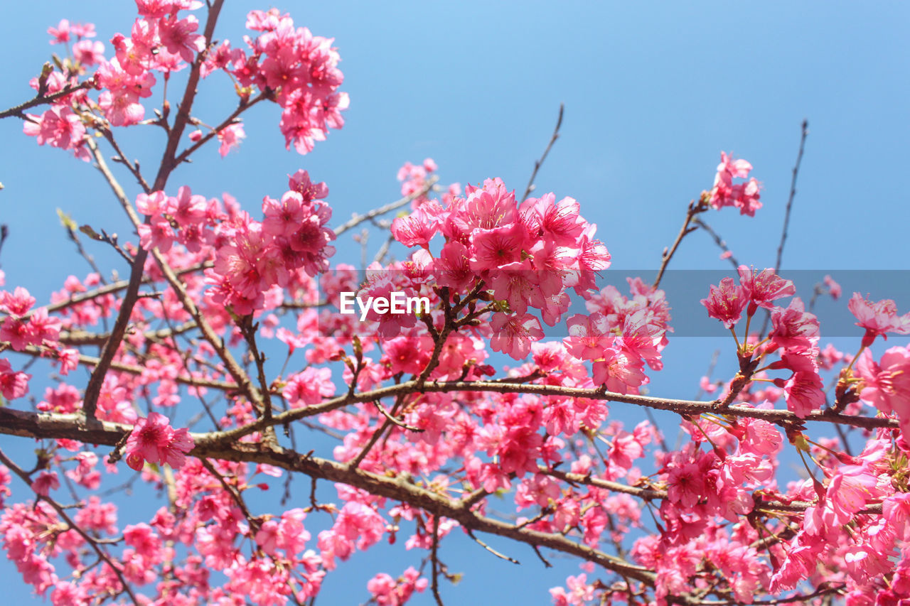 LOW ANGLE VIEW OF PINK FLOWERS BLOOMING ON BRANCH