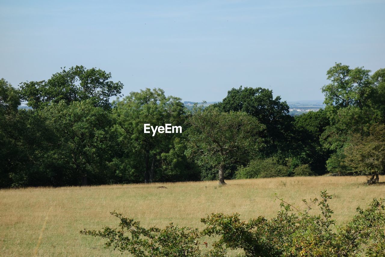 Trees on landscape against clear sky