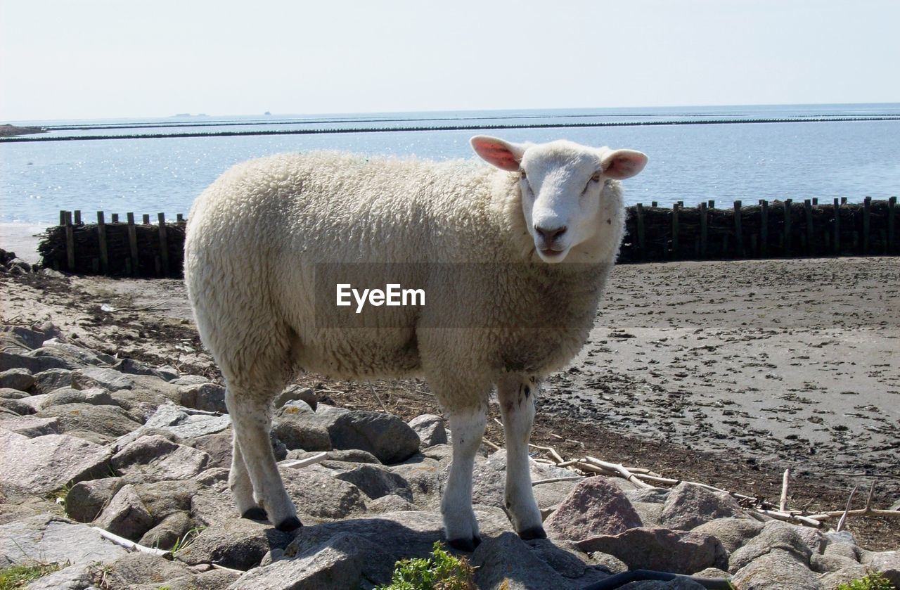 SHEEP STANDING ON FIELD AGAINST SEA