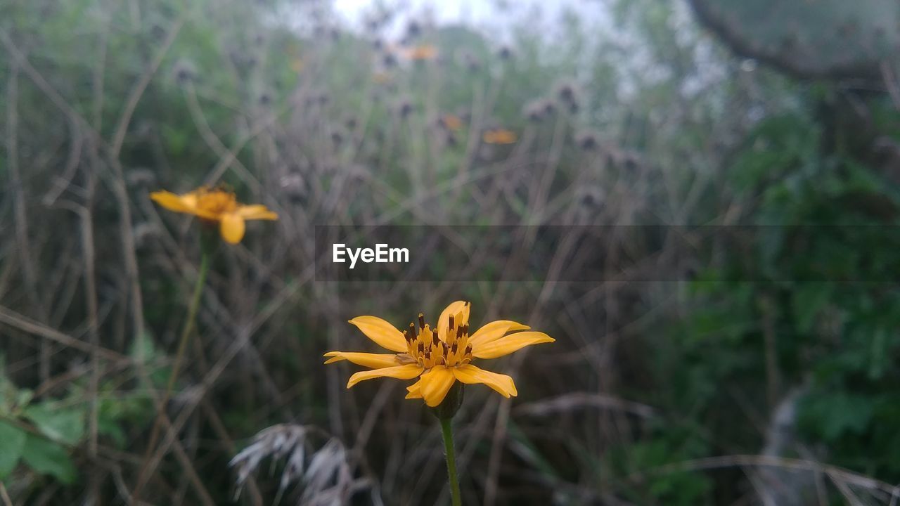 CLOSE-UP OF YELLOW FLOWERS