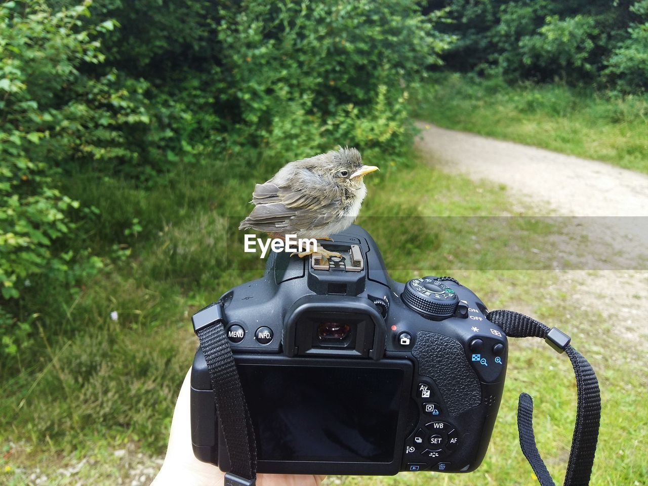 Cropped image of person holding camera with young chiffchaff bird