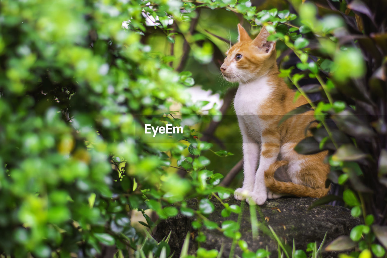 Close-up of cat behind plants