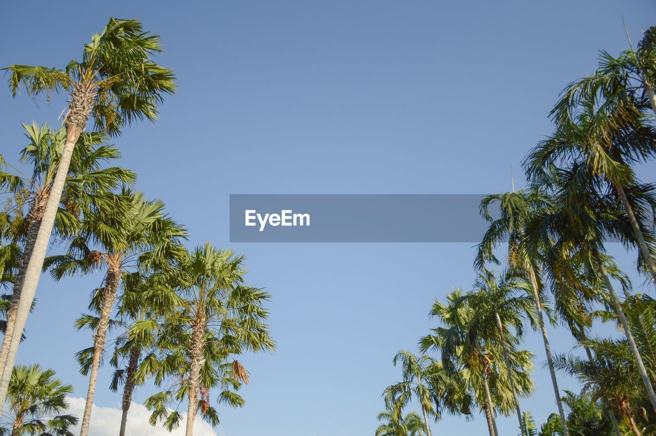 Low angle view of palm trees against clear blue sky