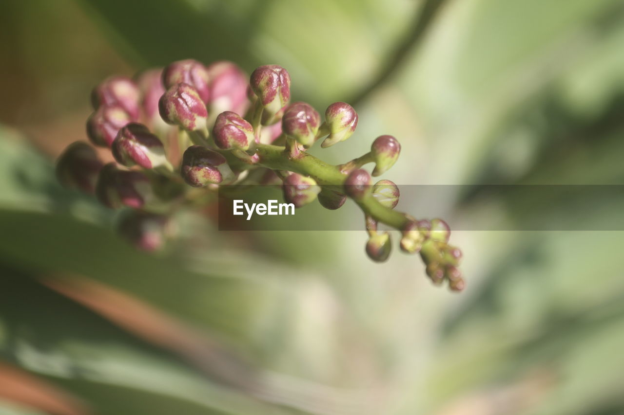 close-up of buds growing on plant