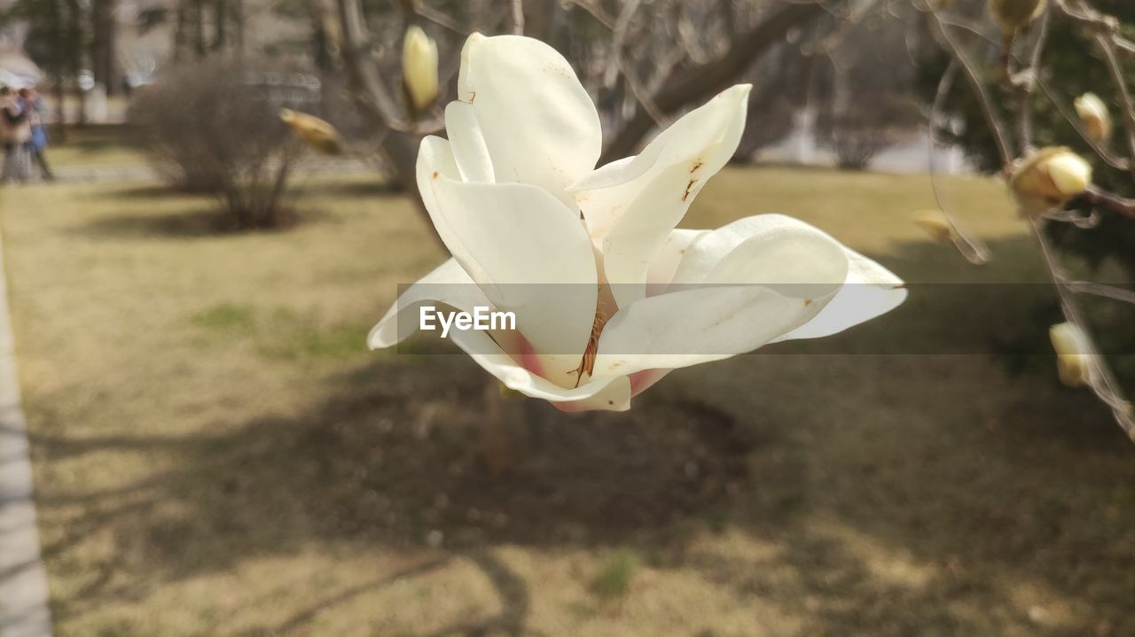 flower, plant, flowering plant, nature, focus on foreground, close-up, beauty in nature, petal, white, day, freshness, fragility, growth, blossom, outdoors, flower head, spring, no people, inflorescence, magnolia, leaf, sunlight, tree