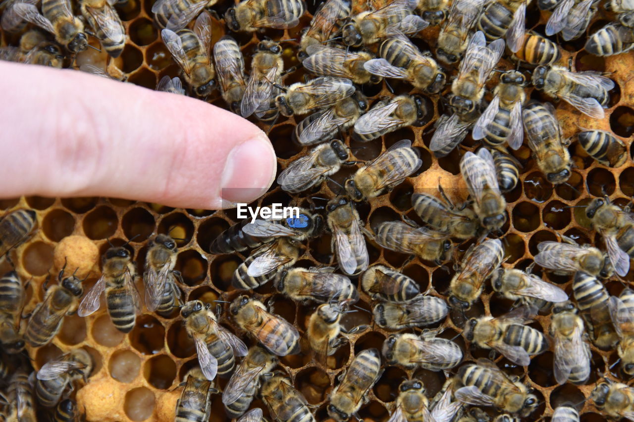 CLOSE-UP OF BEE ON FINGER