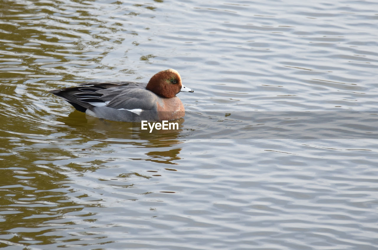 High angle view of duck swimming in lake