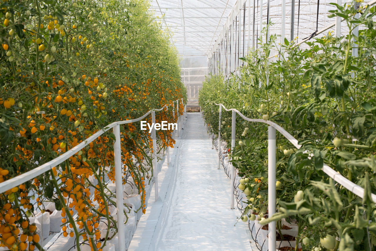 Fruits growing in greenhouse