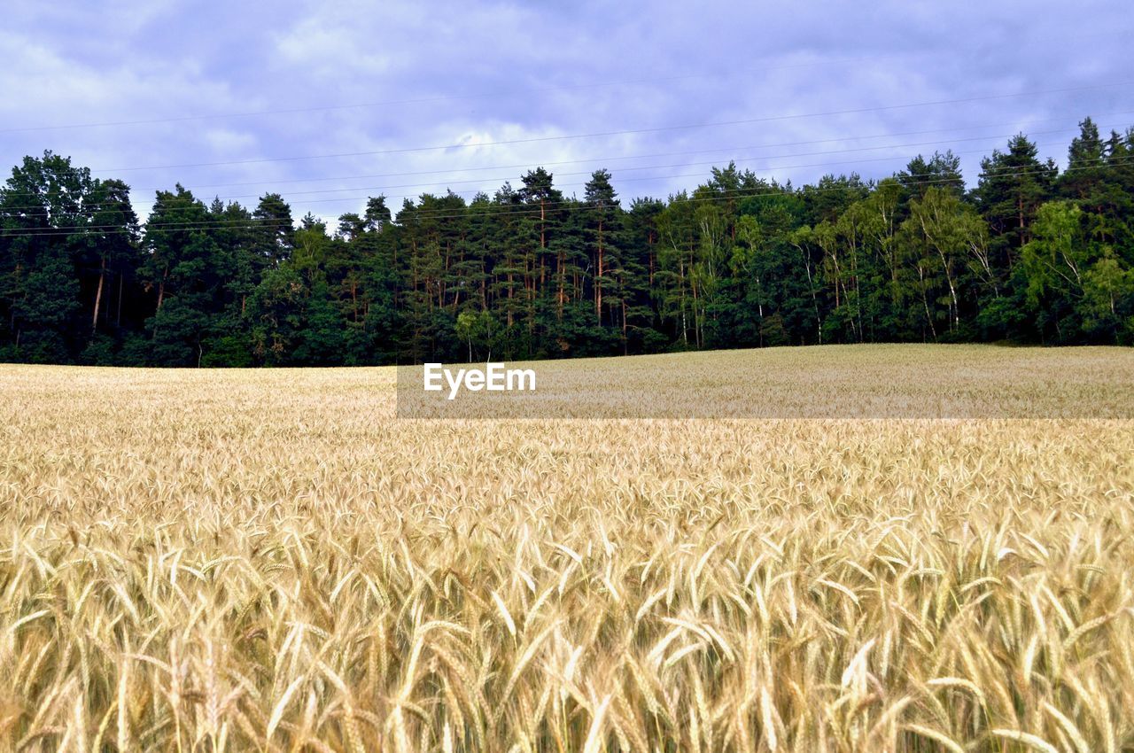 Scenic view of wheat field against sky