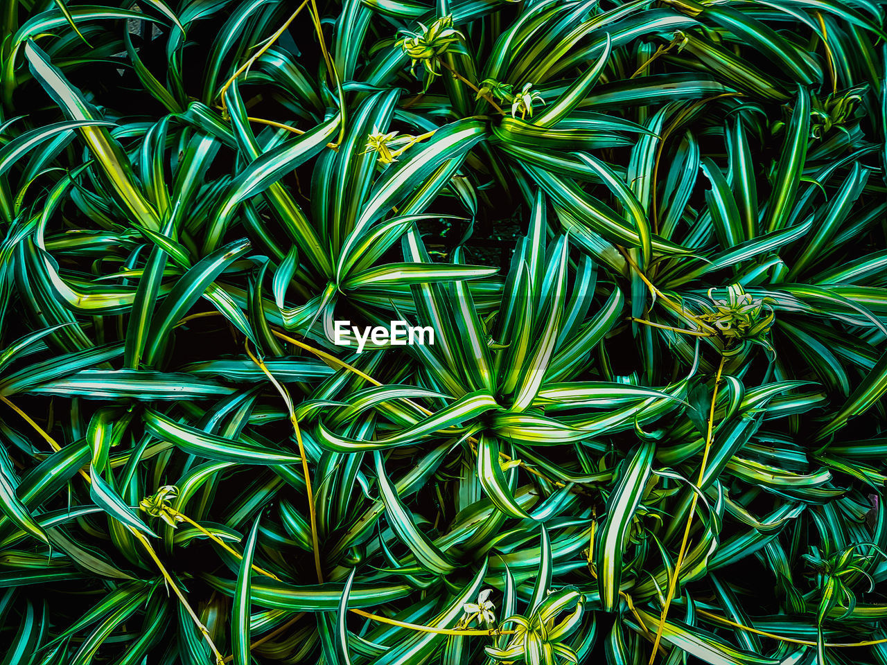 HIGH ANGLE VIEW OF GREEN PLANT