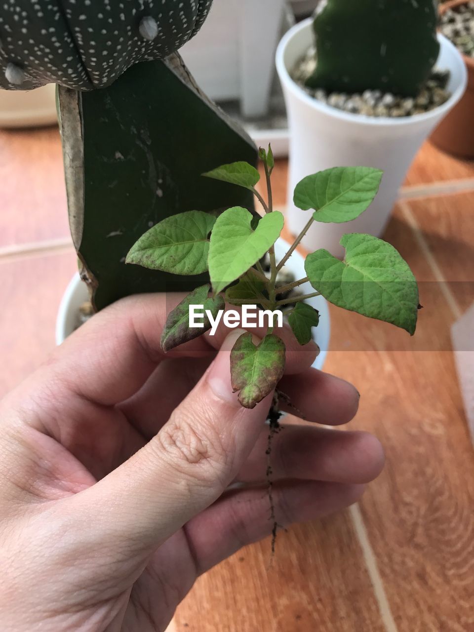 CLOSE-UP OF MAN HOLDING LEAF