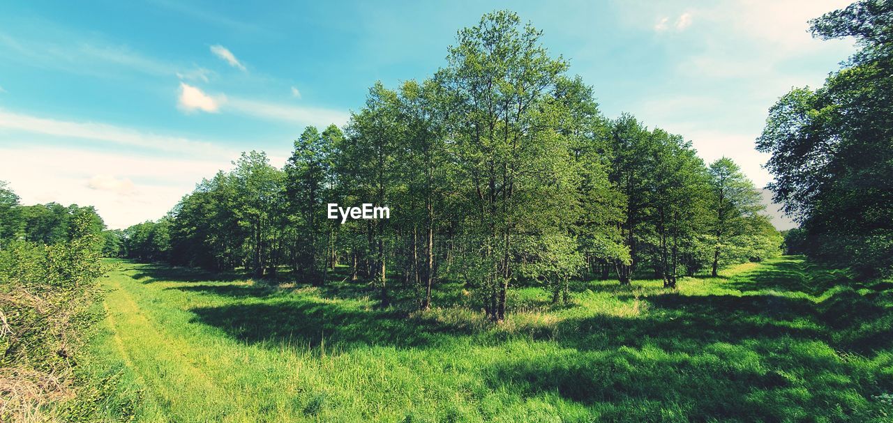 TREES AND PLANTS ON LAND AGAINST SKY