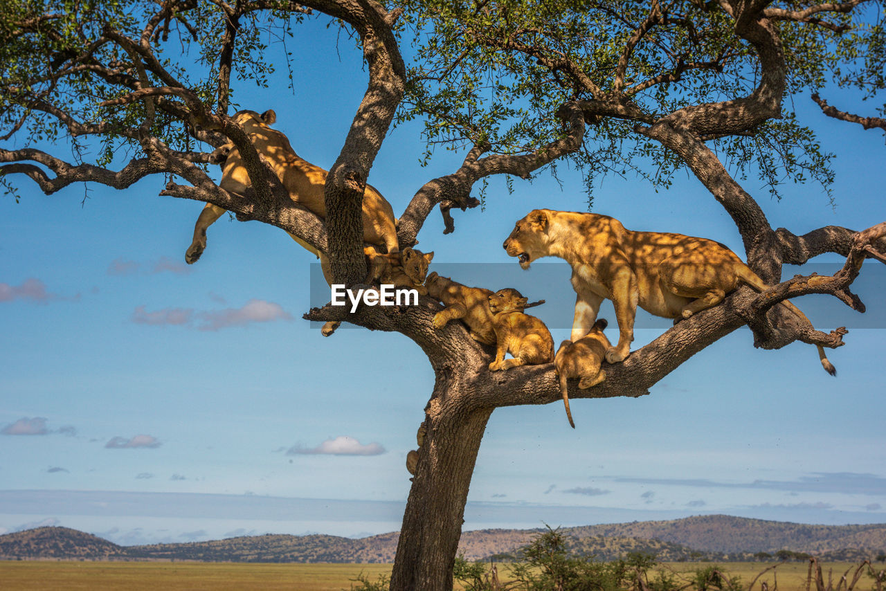 Two lionesses and four cubs in tree