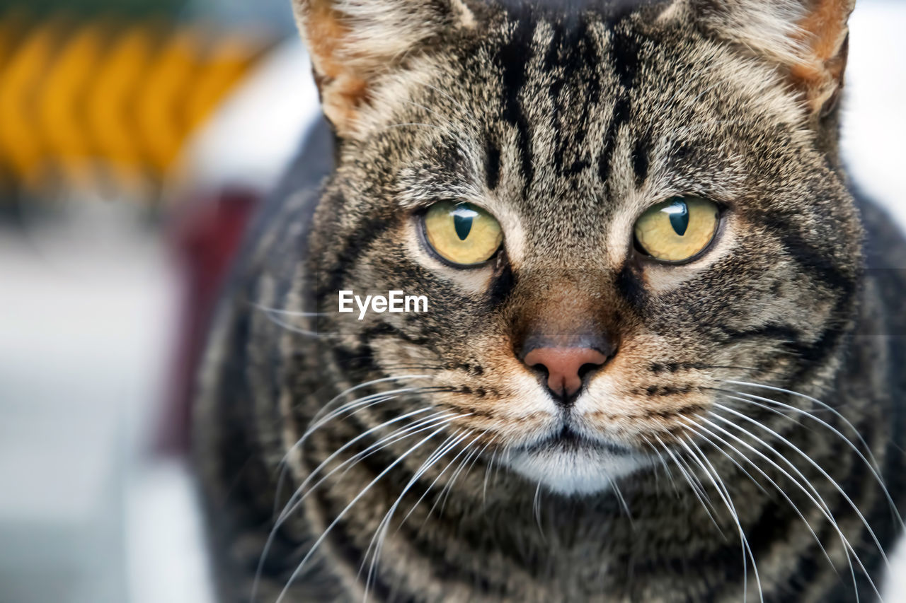 Close up portrait of cat in nature