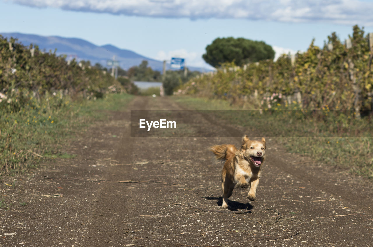 DOG STANDING ON ROAD