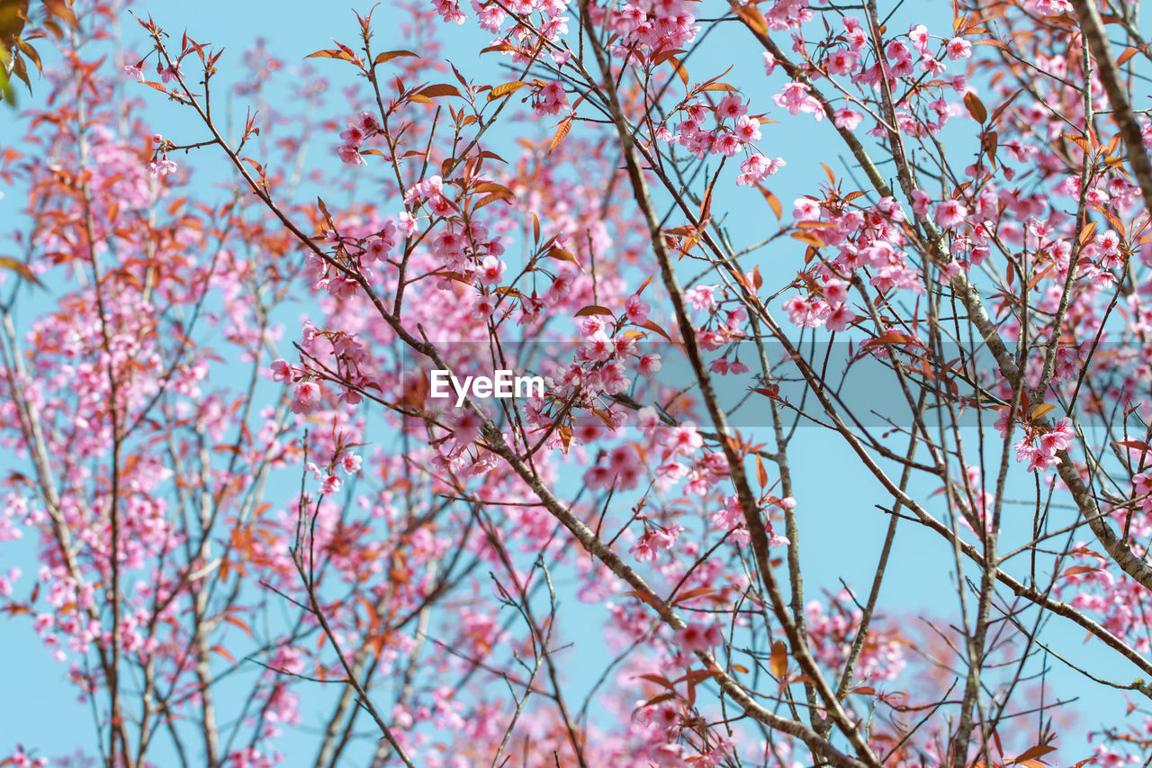 Low angle view of cherry blossoms against sky