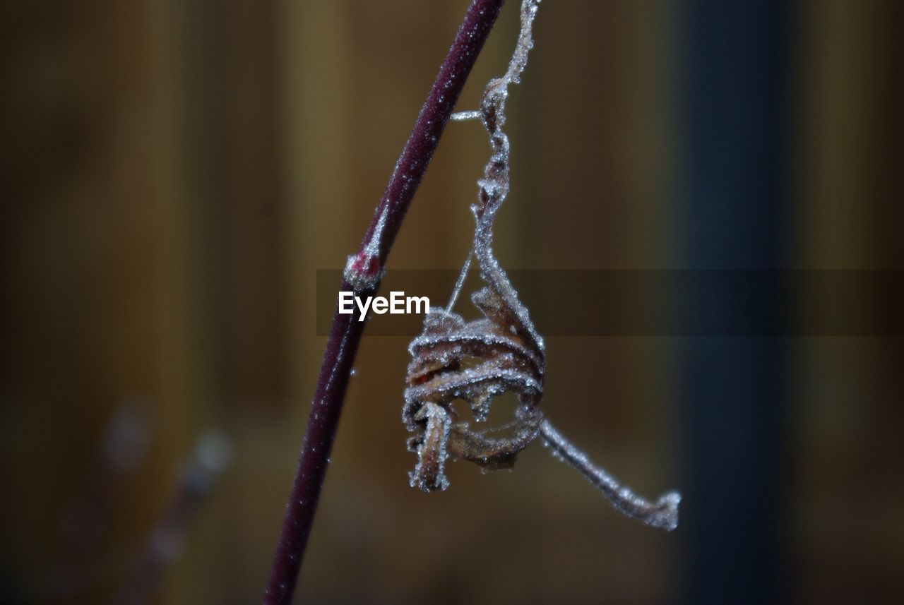 CLOSE-UP OF ICICLES ON FROZEN PLANT