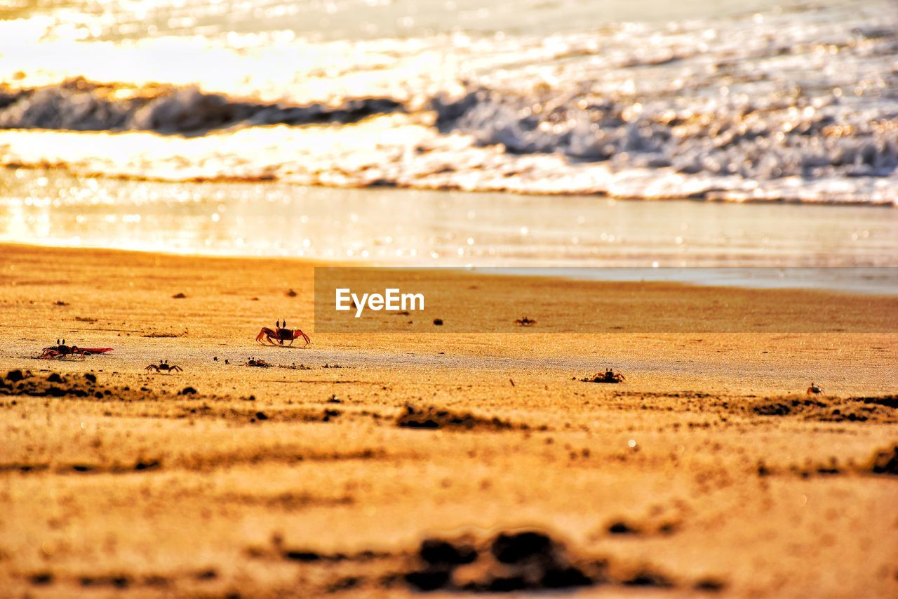 SCENIC VIEW OF BEACH