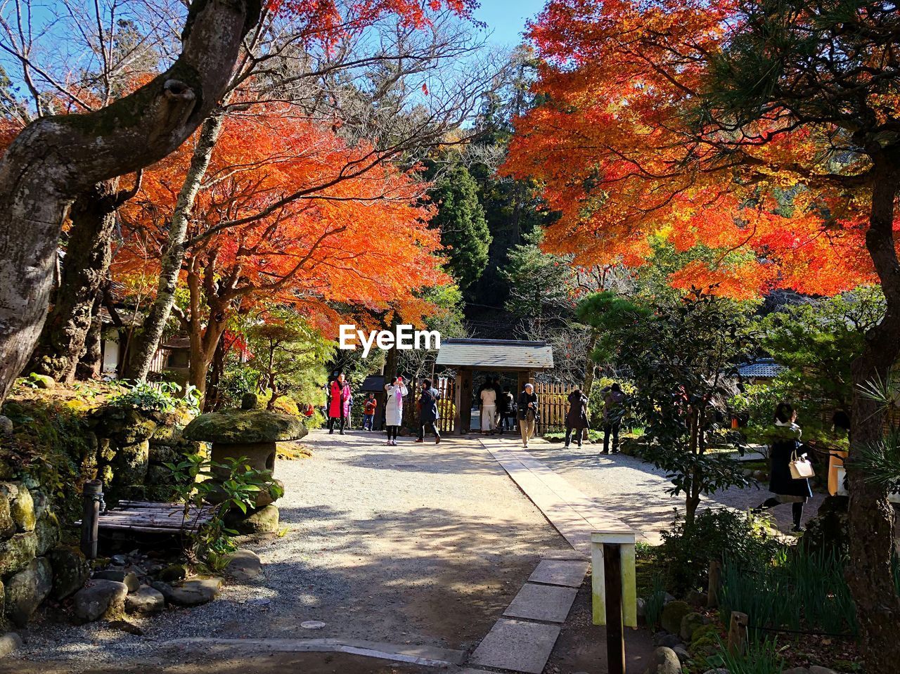 AUTUMN TREES IN PARK