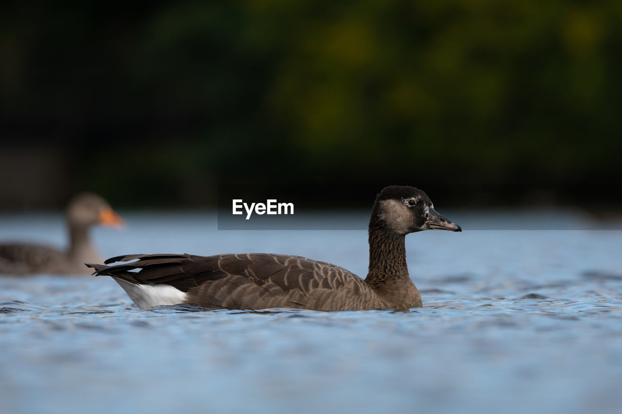 SIDE VIEW OF A DUCK SWIMMING ON LAKE