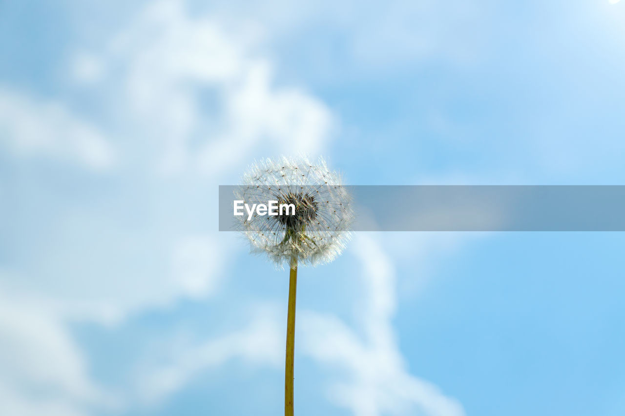 Single fluffy dandelion againt summer blue sky background with clouds.