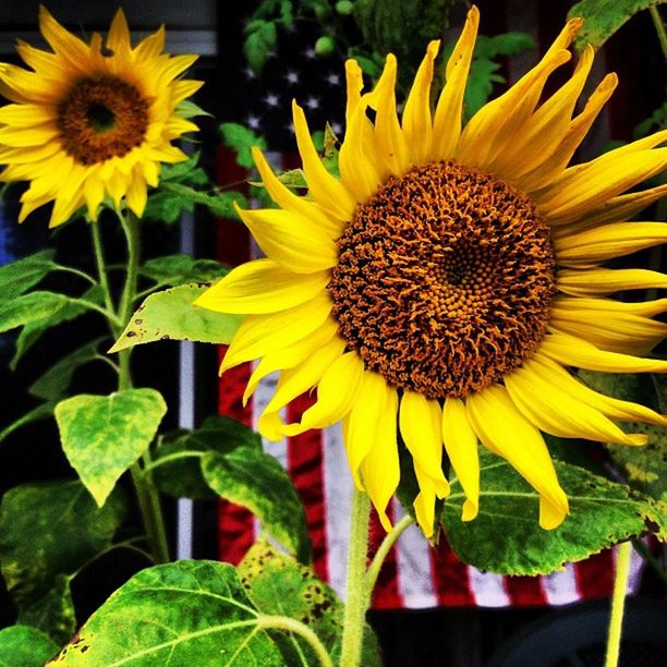 CLOSE-UP OF SUNFLOWERS