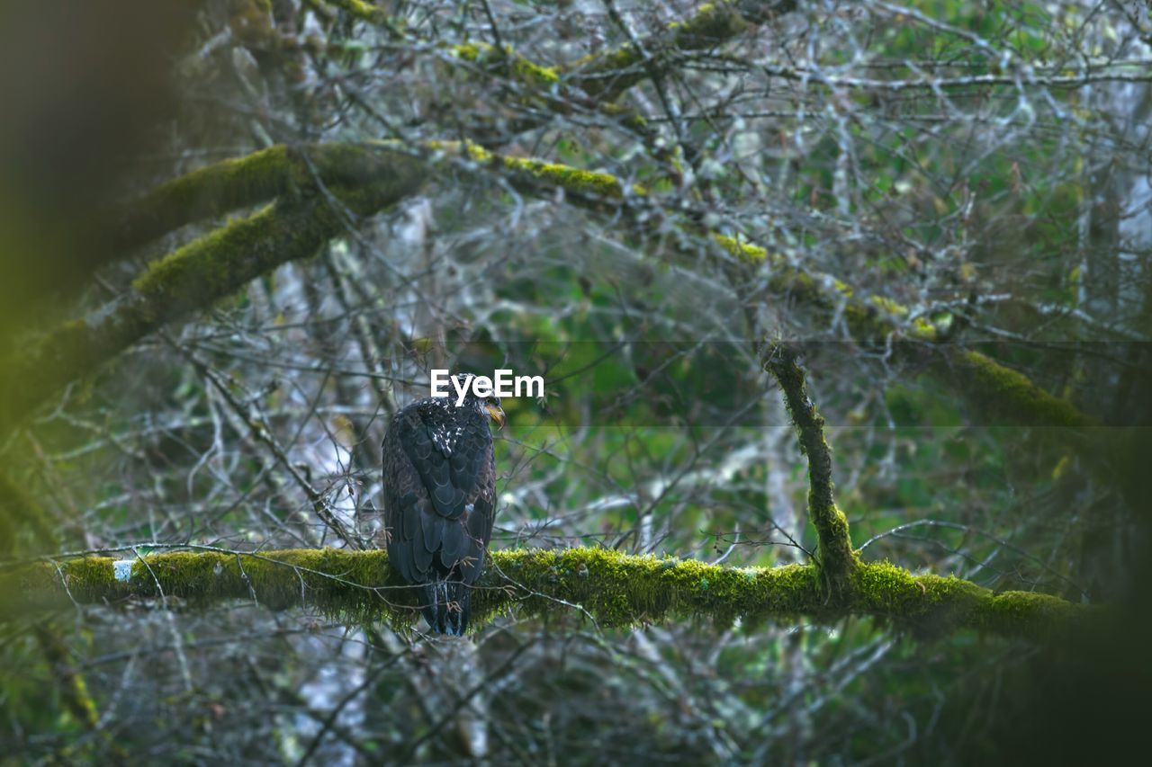 BIRDS ON TREE