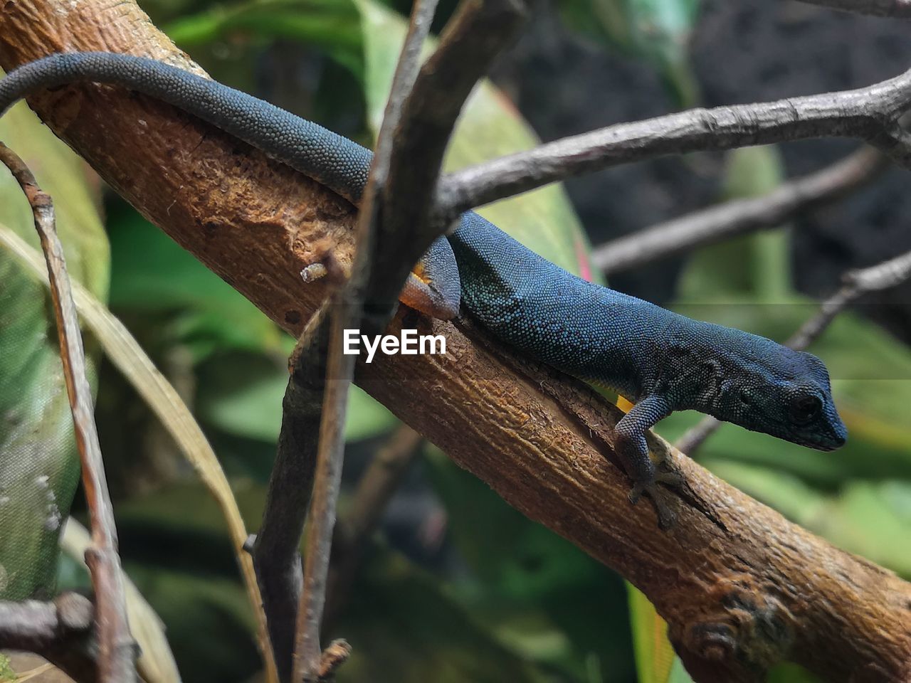 LOW ANGLE VIEW OF BIRD PERCHING ON BRANCH