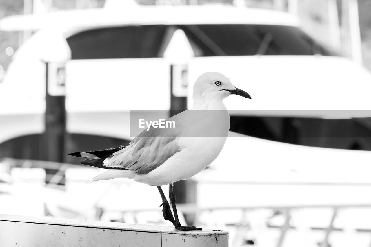 SEAGULL PERCHING OUTDOORS