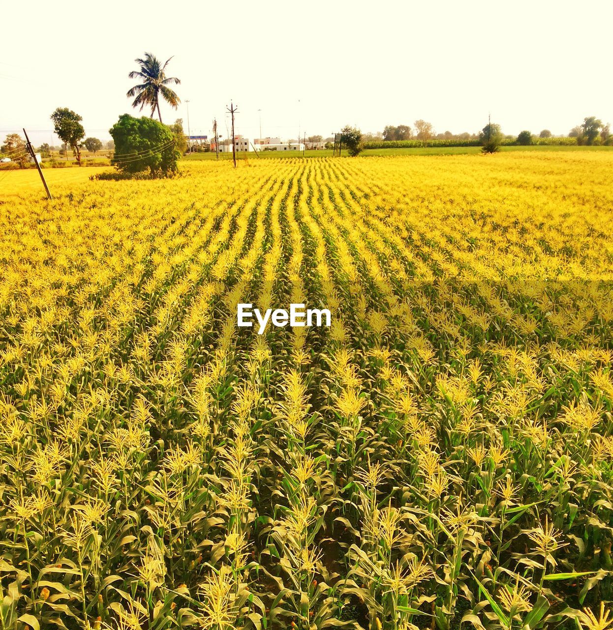 SCENIC VIEW OF FIELD AGAINST YELLOW FLOWERS