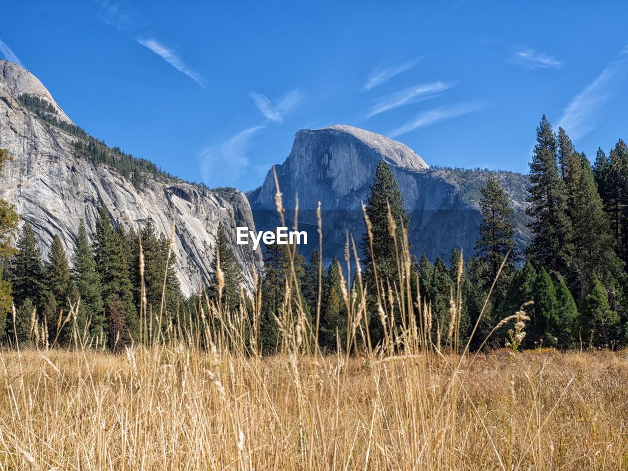 Wheat field by mountains against sky